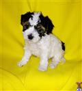 Maltipoo